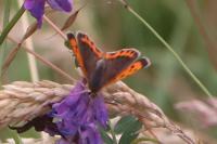 Lycaena phlaeas