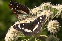Limenitis reducta