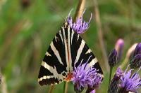 Euplagia quadripunctaria