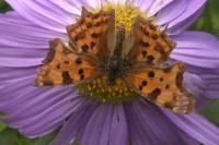Polygonia c-album