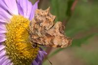 Polygonia c-album