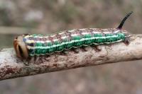 Hyloicus pinastri