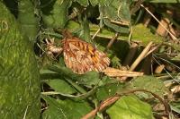 Boloria dia