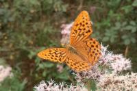Argynnis paphia