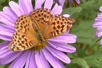 Argynnis paphia