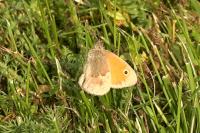 Coenonympha pamphilus