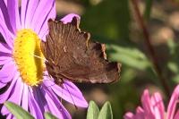 Polygonia c-album c-album