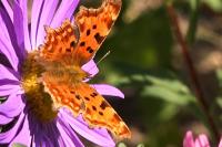 Polygonia c-album c-album