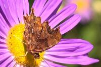 Polygonia c-album c-album