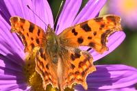 Polygonia c-album c-album