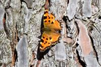 Nymphalis polychloros