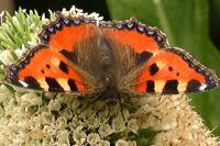 Aglais urticae