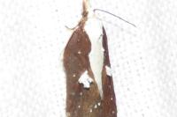 Acleris cristana