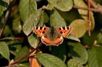 Aglais urticae
