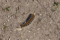 Thaumetopoea pityocampa