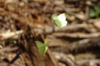 Gonepteryx rhamni