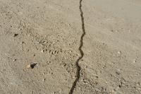 Thaumetopoea pityocampa