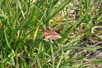 Lythria cruentaria
