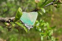 Callophrys rubi