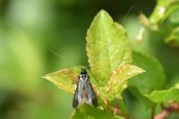Adela reaumurella
