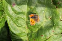 Lycaena phlaeas