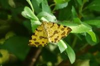 Pseudopanthera macularia