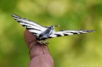 Iphiclides podalirius