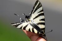 Iphiclides podalirius