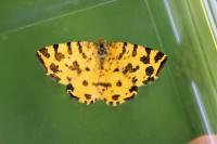 Pseudopanthera macularia