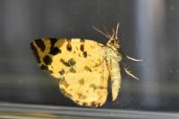 Pseudopanthera macularia