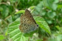 Lycaena tityrus