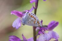Aricia agestis