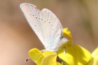 Cupido minimus