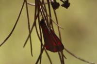 Tyria jacobaeae