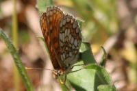 Melitaea athalia