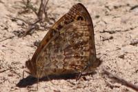Lasiommata megera
