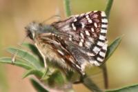 Pyrgus malvae
