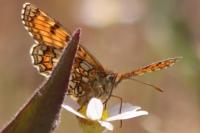 Melitaea parthenoides