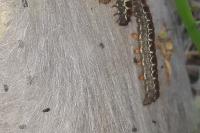 Eriogaster lanestris