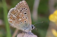Lysandra bellargus