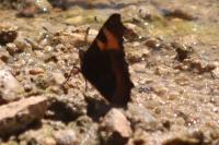 Aglais urticae