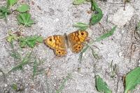 Lasiommata megera