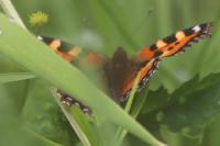 Aglais urticae