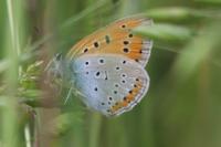 Lycaena dispar
