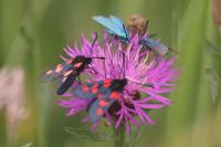 Zygaena trifolii