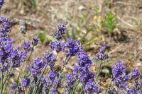 Macroglossum stellatarum