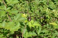 Limenitis reducta