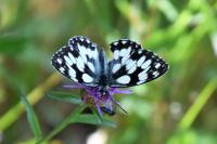 Melanargia galathea