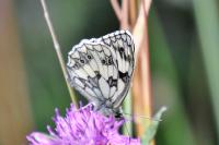 Melanargia galathea