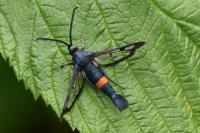 Synanthedon myopaeformis